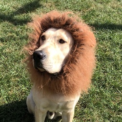 Sir Lion Walk